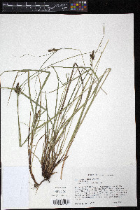Carex caroliniana image