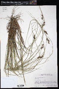 Carex caroliniana image