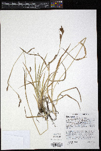 Carex luzulina image
