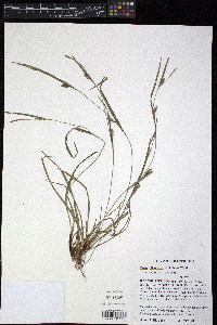 Carex oligocarpa image