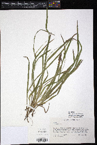 Carex laxiculmis image