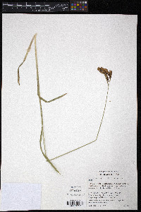Carex mertensii image