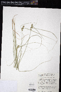 Carex arkansana image