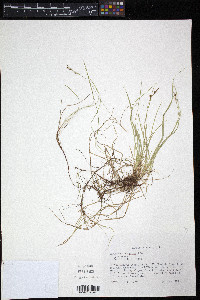 Carex novae-angliae image