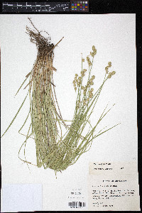 Carex molesta image