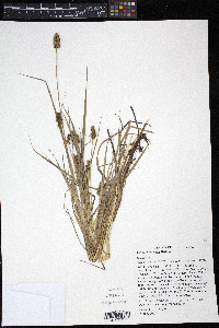 Carex cristatella image
