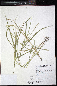 Carex muskingumensis image