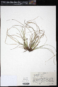 Carex nigromarginata image