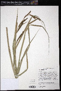 Carex lacustris image