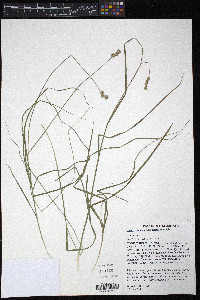 Carex molesta image