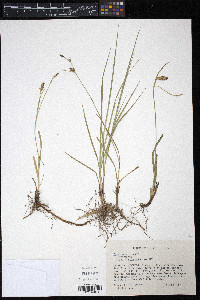Carex meadii image