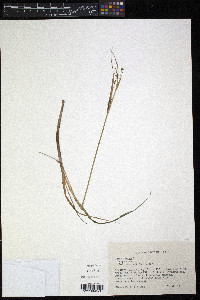 Carex limosa image