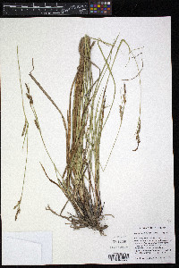 Carex mendocinensis image