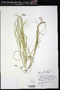Carex molesta image