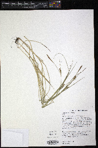 Carex meadii image