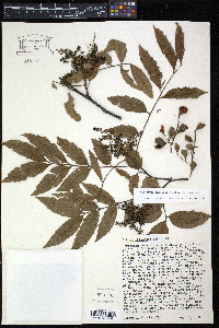 Alectryon excelsus image