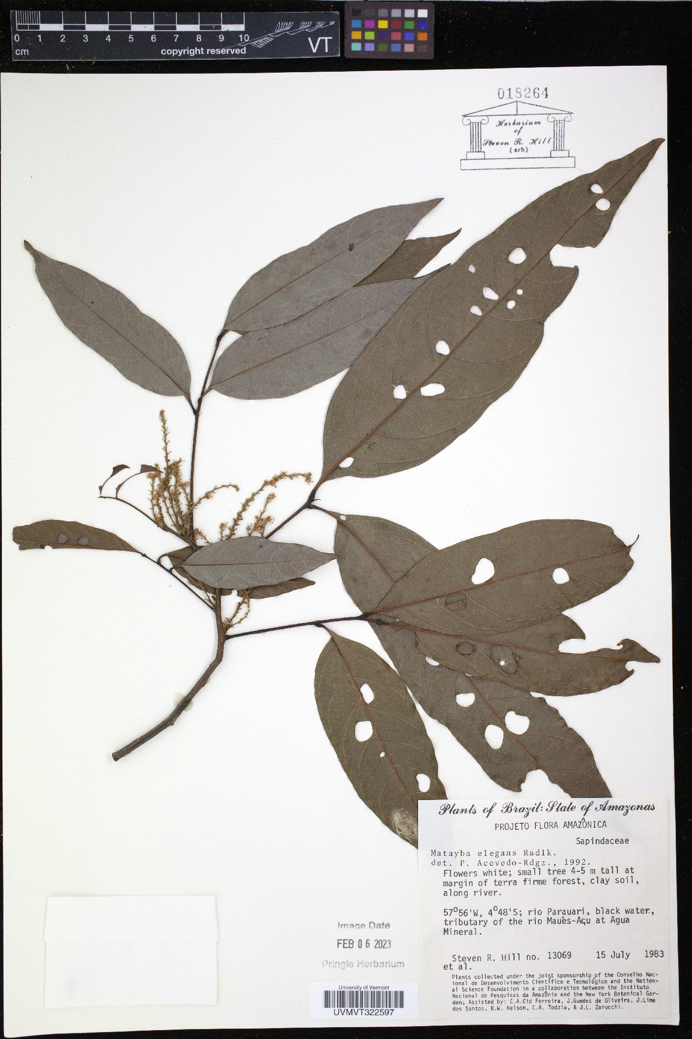 Matayba elegans image