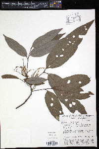 Matayba elegans image