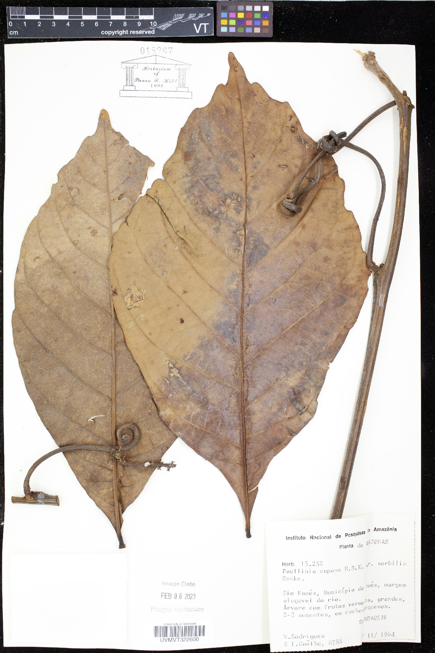 Paullinia cupana image