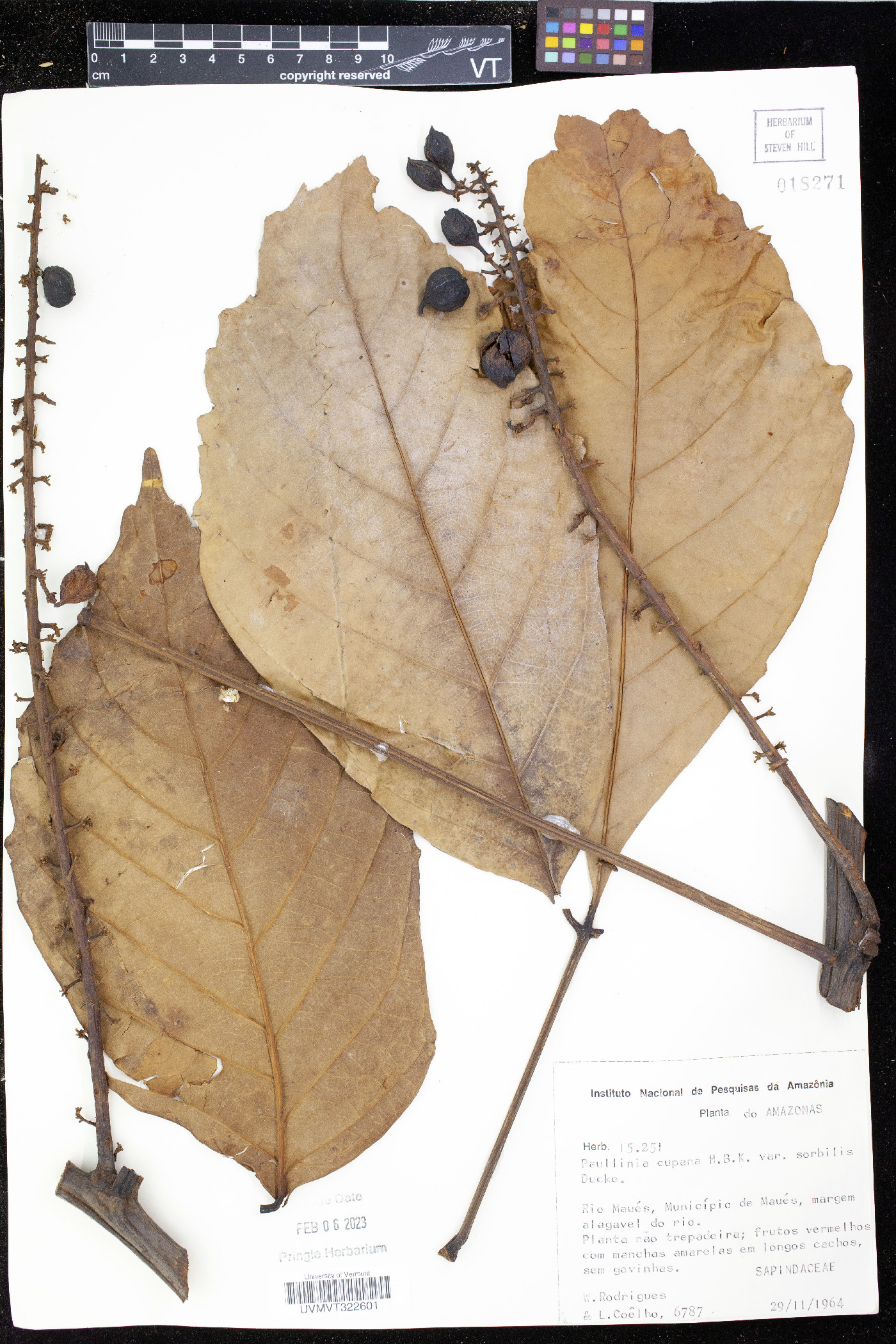 Paullinia cupana var. sorbilis image