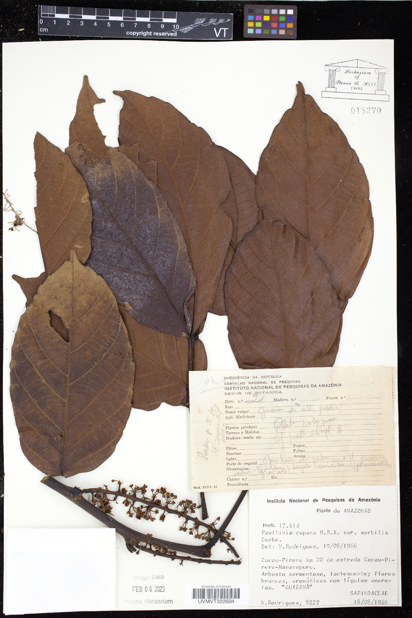 Paullinia cupana var. sorbilis image