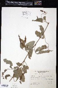 Paullinia elegans image