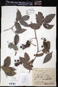 Paullinia elegans image