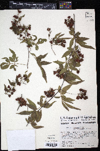Paullinia fuscescens image