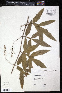 Paullinia pinnata image