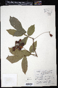 Paullinia pinnata image