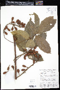 Paullinia spicata image