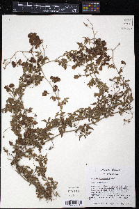 Serjania brachycarpa image
