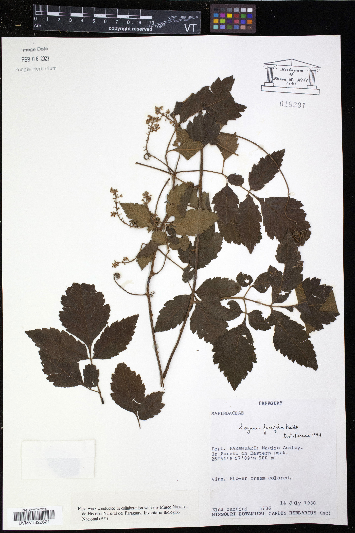 Serjania fuscifolia image