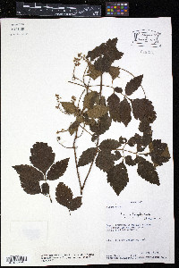 Serjania fuscifolia image