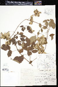 Serjania marginata image