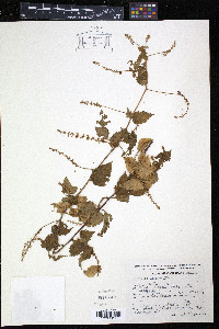 Urvillea ulmacea image