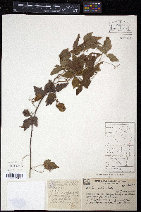 Urvillea uniloba image