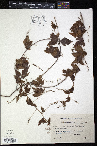 Urvillea uniloba image