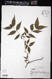 Buckleya distichophylla image