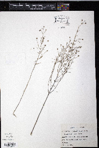 Agalinis gattingeri image