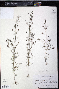 Agalinis gattingeri image
