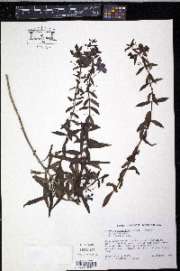 Angelonia angustifolia image