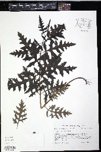 Aureolaria flava image