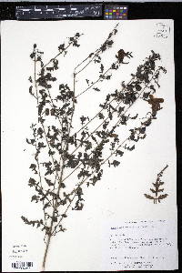 Aureolaria grandiflora image