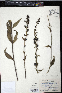 Aureolaria laevigata image