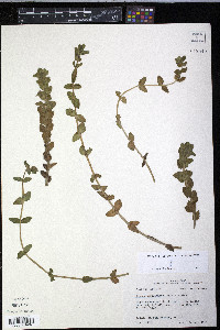 Bacopa caroliniana image