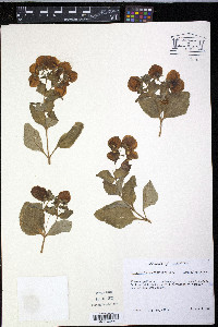 Calceolaria crenatiflora image