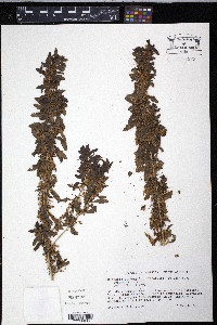Capraria biflora image