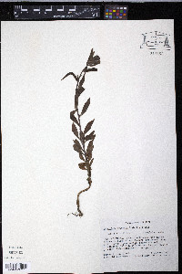 Castilleja arvensis image