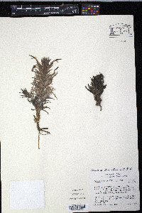 Castilleja sessiliflora image